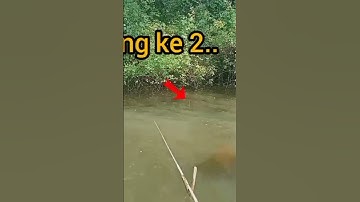 Mancing Lobang ikan nila//mancing nyobok#mancinglobang #mancingnyobokterbaru