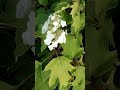 Интересные красивые разноцветные цветы Interesting beautiful colorful flowers 흥미롭고 아름다운 다채로운 꽃 興味深い美
