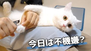 不機嫌猫に爪切りをして噛まれてしまった妹！