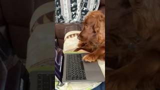 Irish Setter works on MacBook Pro #irishsetter #dog