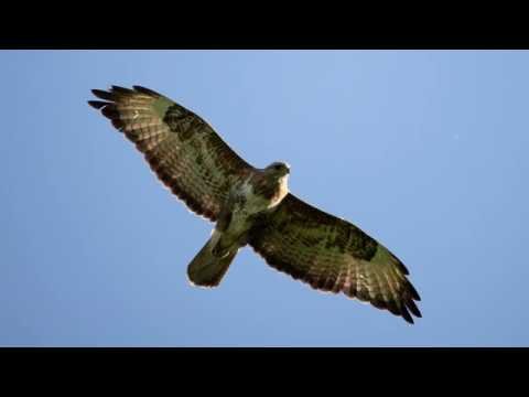 Обзор объектива Sigma 150-600 Contemporary