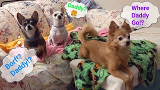 Dogs Barking || My cute small dogs won't stop barking. Dog Life! 🐶🦴   || Pet Friendly by Pet Friendly 25 views 1 year ago 5 minutes, 1 second