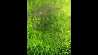 Musik Iringan Pantomim