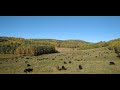 Alberta Ranch - 2020 Year in Review