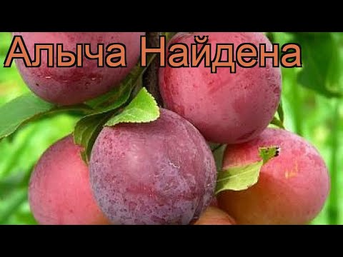 Алыча обыкновенная Найдена