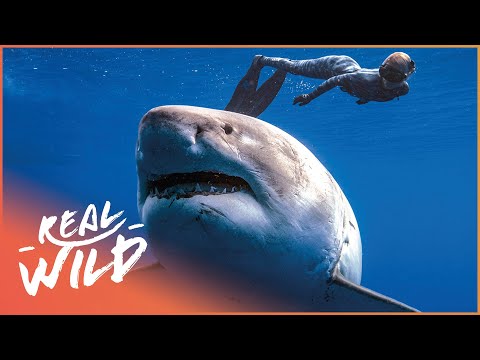 The Shark Whisperer Saving Sharks From Extinction (4k Shark Documentary) | Saving Jaws | Real Wild
