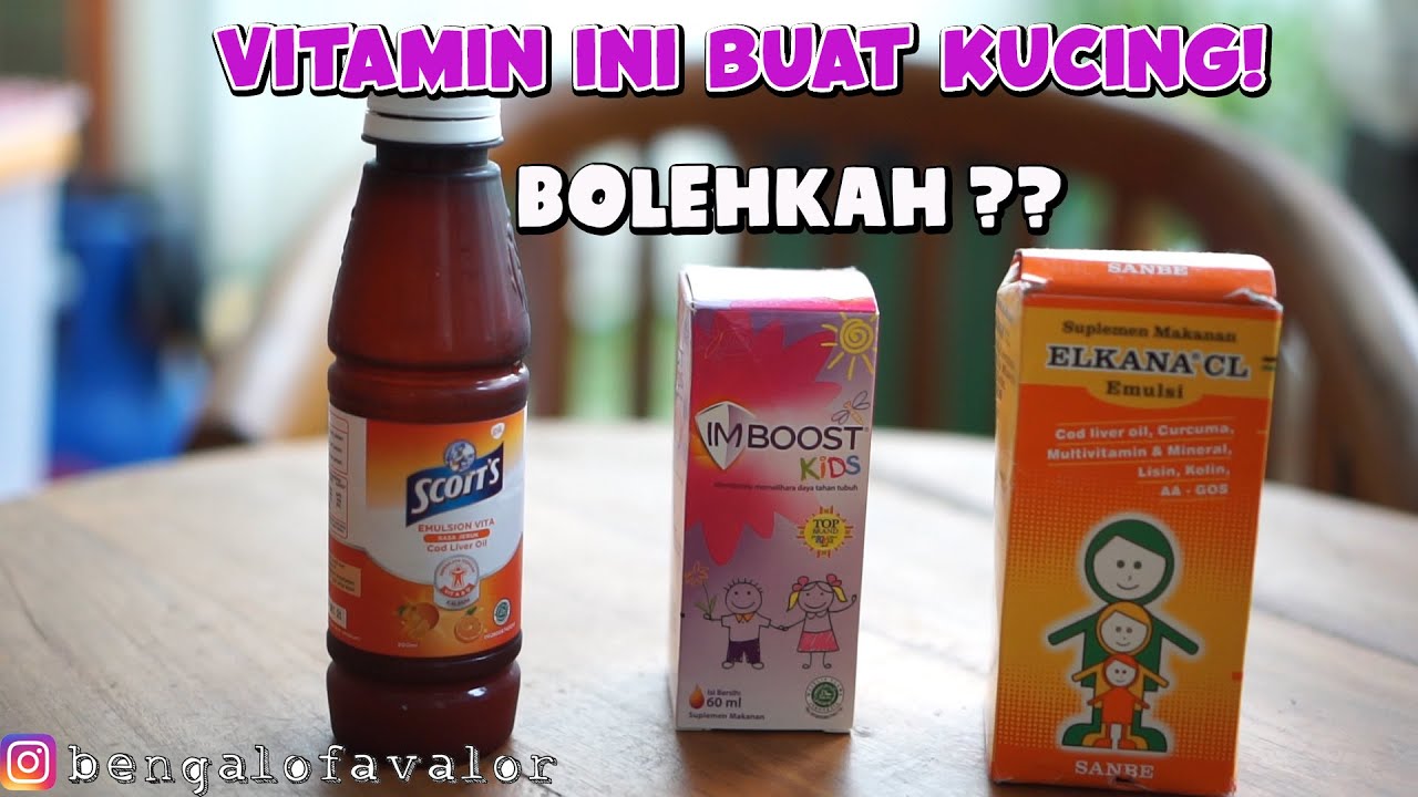  VITAMIN  ANAK  BUAT  KUCING BOLEH YouTube