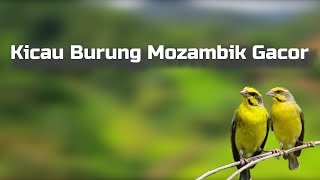 1 Jam Kicau Burung Mozambik Gacor Suara Mantap Nembak Full Speed