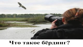 Что такое бёрдинг: спорт, искусство или познавательный процесс?