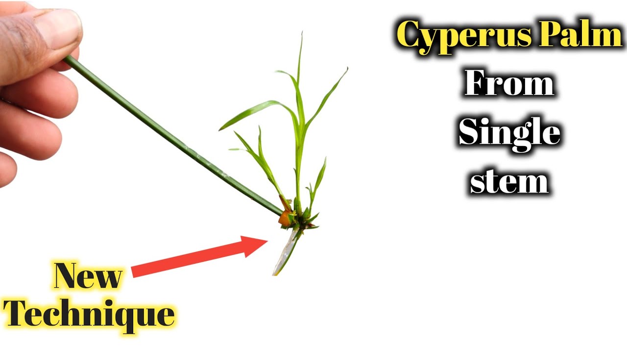 New way to grow Cyperus palm / Umbrella Palm. YouTube