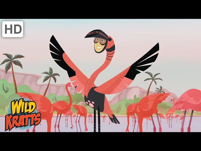 What Makes Flamingos Pink? | Wild Kratts class=