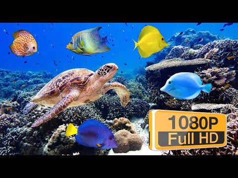 Balıqlar Dəniz Altı HD Geolife Beautiful Coral Reef Fish Relax Ocean Fish Aquarium Video