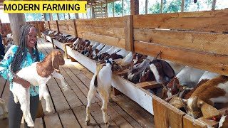 Starting A Simple GOAT Farm Business | Feeding, Housing, Farm Routine 2024