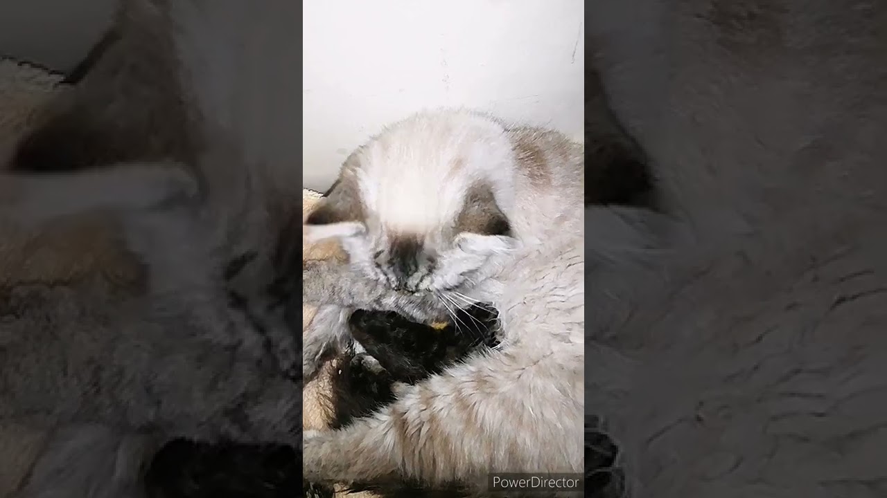 Mother Cat Cleaning Kitten YouTube mother-cat-cleaning-kitten-youtube