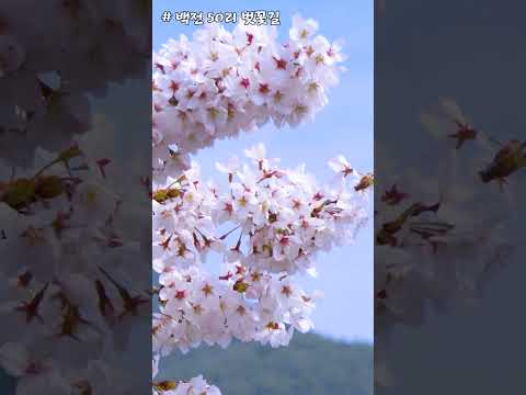 백전 50리 벚꽃길