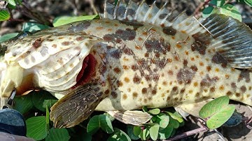 Câu cá, Vược(chẽm) gặp cá mú,câu lure, cùng anh em