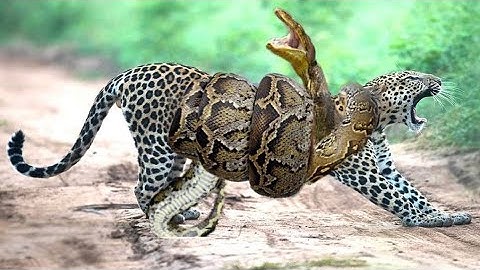 Python Constricts Leopard As It Fights Back