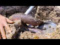 UNBELIEVABLE ! Dry Season Find Many Fish In Underground At A Big Dry Lake By Two Brother