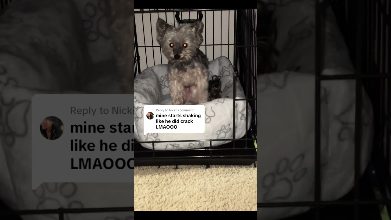 Small breed dogs struggle with anxiety too 