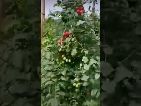 А как про весну и помидорчики в теплице?🦠😋🍅 Пора готовиться уже!!!