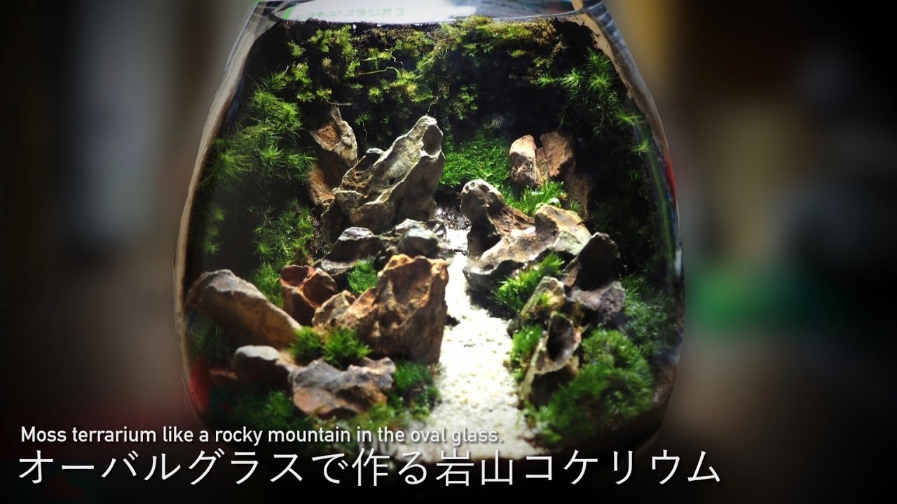 コケリウム オーバルグラスで岩山風コケリウムをつくる Making Movie Of Moss Terrarium Youtube コケリウム オーバルグラスで岩山風コケリウムをつくる Making Movie Of Moss Terrarium Youtube