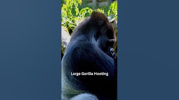 Thumbnail of "Listen To The  Large Gorilla Hooting"