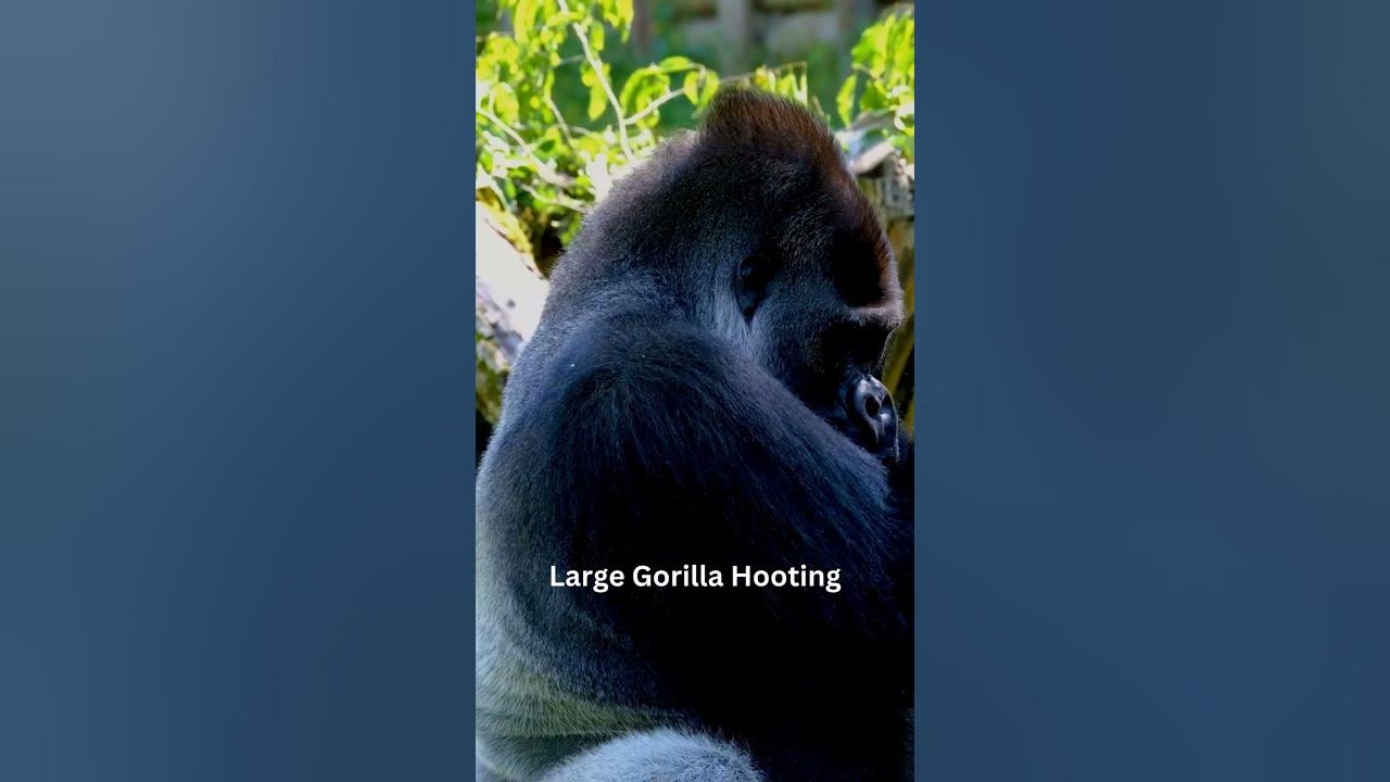 "Listen To The  Large Gorilla Hooting"