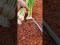 small white vegetables