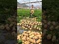 High Yielding sweet pumpkin 🎃🎃 farming by rural farmer |  Amazing sweet pumpkin harvest #shorts