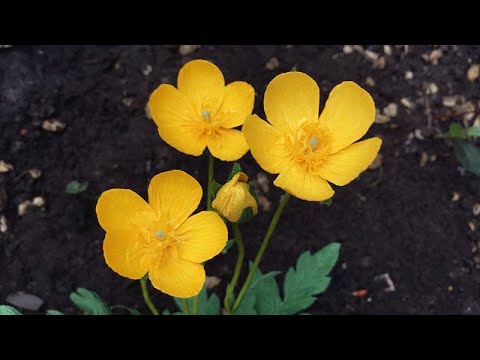 Video: Mengapa Bunga Padang Rumput Disebut Buttercup
