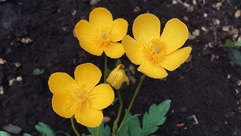 ABC TV | How To Make Buttercup Paper Flower From Crepe Paper - Craft Tutorial