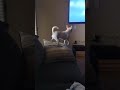 Chico always thinks the t.v. dogs are real 😂 #chihuahua #chihuahuastagram #chihuahuafanatics