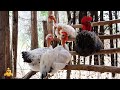 Perguntas e Respostas - Criação de galinhas em geral