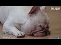 kiss the rain만 틀어주면 자는 프렌치불독ㅋㅋ (이 영상을 이루마씨가 좋아합니다)ㅣDog Sleeps As If Hypnotized At The Sound Of..