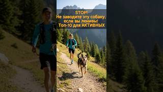 ОПАСНО: Эти собаки СОЖРУТ вашу квартиру без нагрузки! Топ-10 АКТИВНЫХ #собака#топ10