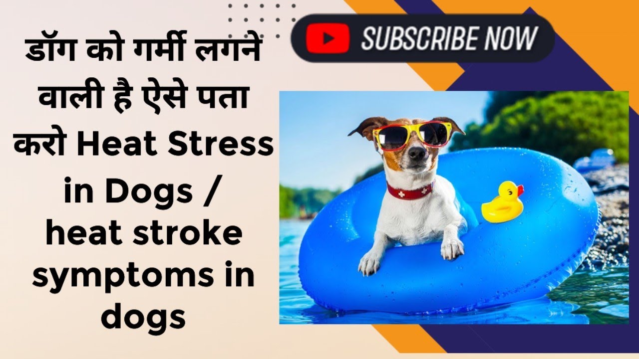 Heat Stress In Dogs Heat Stroke heat-stress-in-dogs-heat-stroke