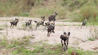 HYENAS vs WILD DOGS