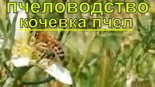 Пчеловодство,Кочевка пчел,Переезд пасеки ,на медосбор ак курай