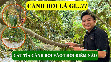 Cành Bơi: Cắt Tỉa Cành Bơi Vào Thời Điểm Nào??? I Vườn Chú Ba On