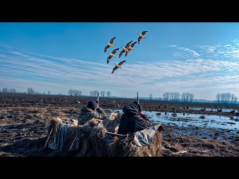 ОХОТА НА ГУСЯ В БЕЛАРУСИ 2024. Охота по туру в соседнем районе