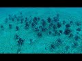 Lionfish Airplane; Pensacola Florida, Gulf of Mexico