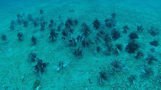 Lionfish Airplane; Pensacola Florida, Gulf of Mexico