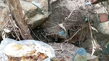 Đập đá khai thác mật ong cực chất. Tổ ong trong hốc đá