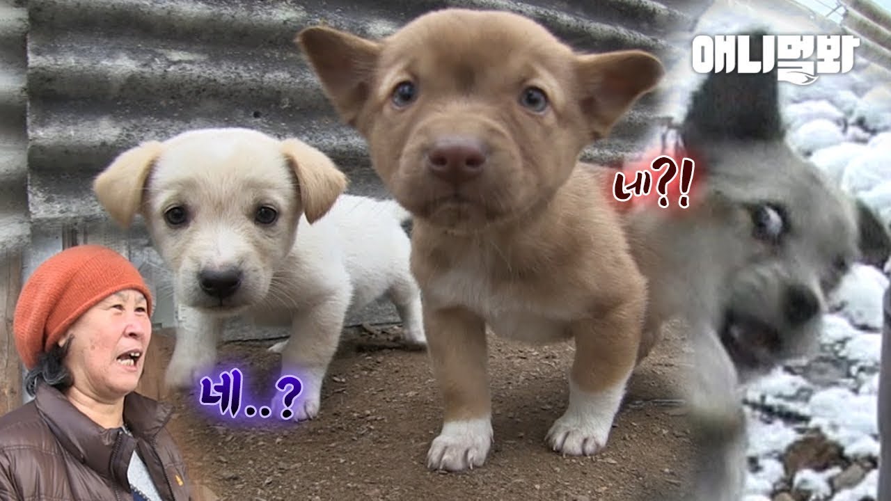 한 마을에 새끼만 26마리 전설의 카사노바 상동이.. 방송 후 충격 근황ㅋㅋㅣCasanova Dog With 26 Pups, Updates On His Life Lol