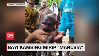 Bayi Kambing Mirip 'Manusia'