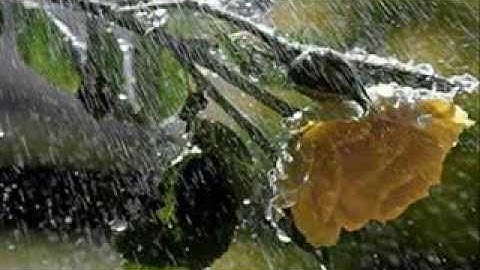 Fue - Los Izquierdos de la Cueva & Los Tekis