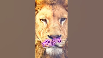 سورة مريم و،؛كا.نك تسمعها لأ،.و.ل مر.ة🏵️؛،💘💙،.💗🧡🌼💛بصوت الشيخ حمزة مدبو.ح 💚؛؛🌸💗🌷..💗💮،.💔