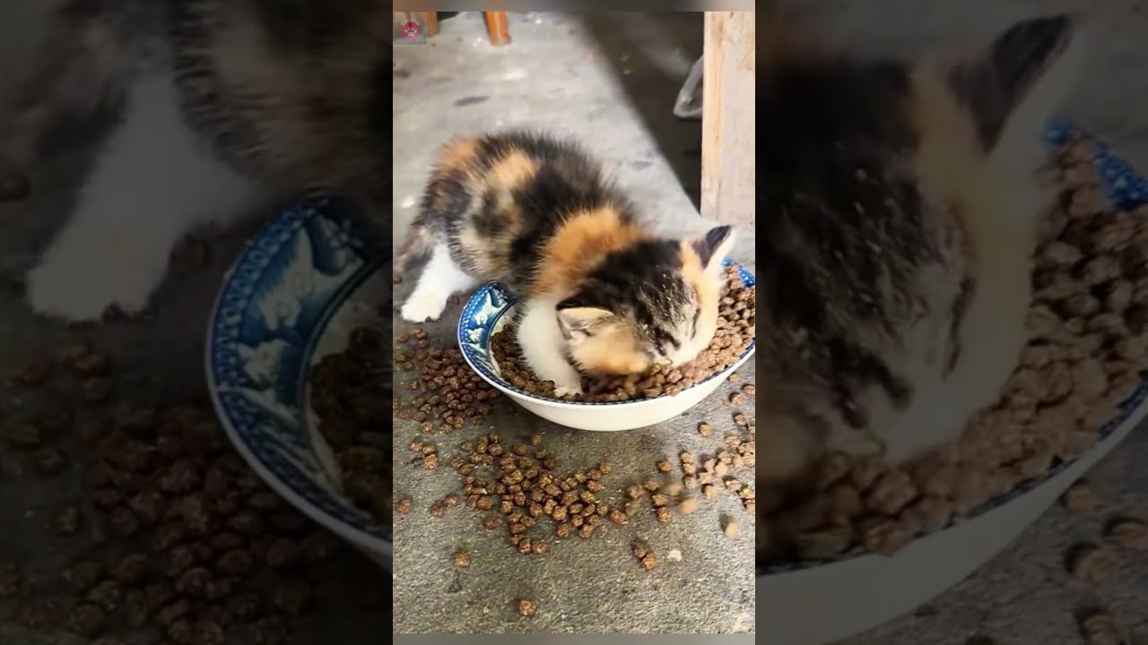 This Kitten Seems Very Hungry
