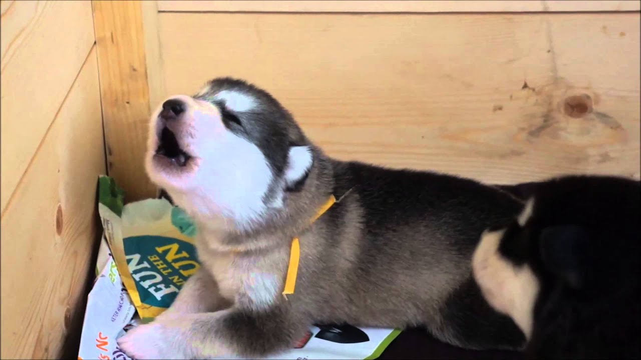 Alaskan Malamute puppy howling, 15 day 