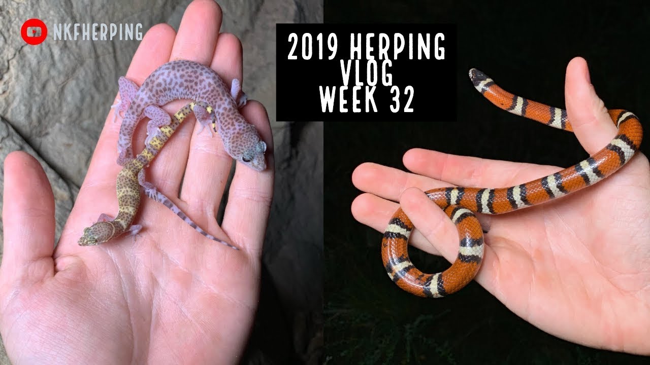 Milksnake, Geckos, and Saving a Snake Hit by a Car YouTube